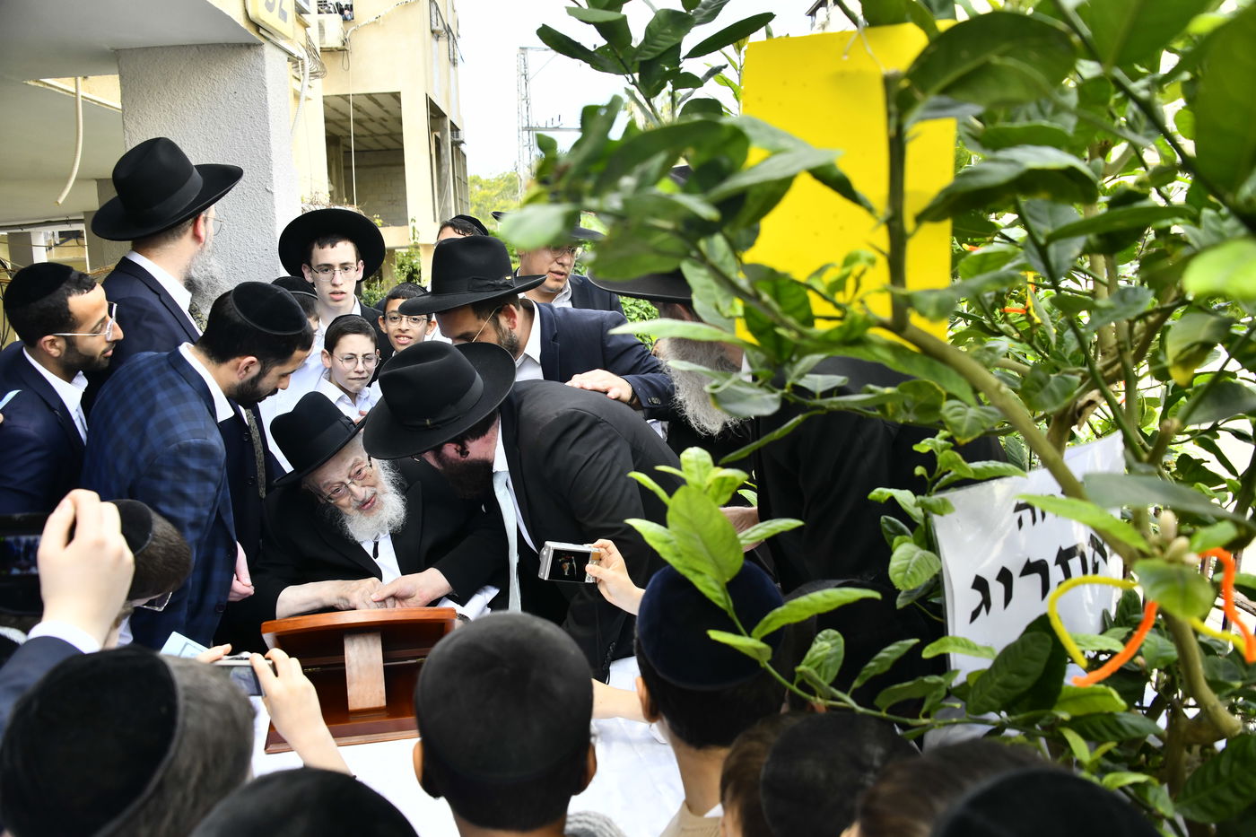 הגרמ"צ ברגמן בברכת האילנות