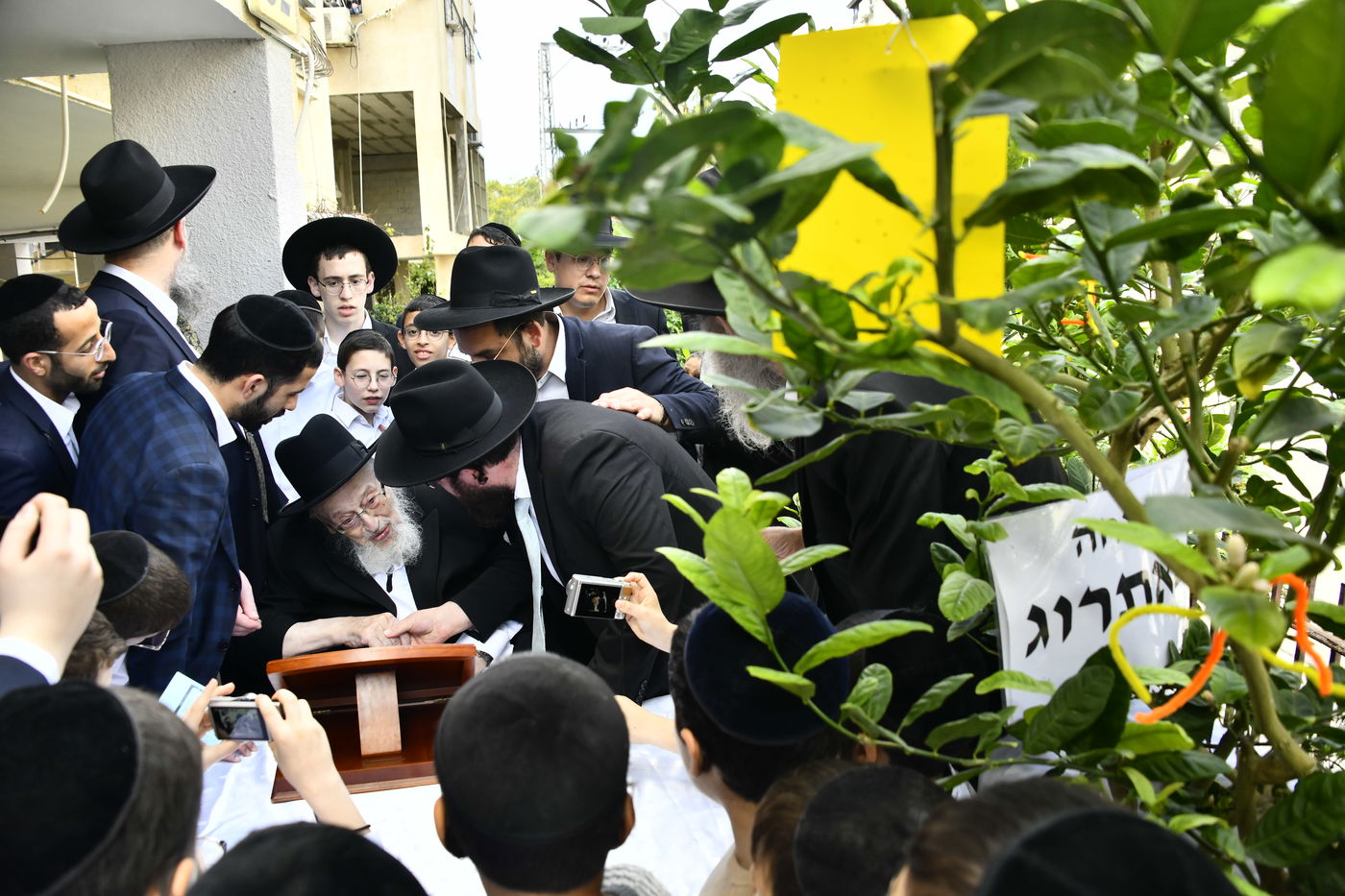 הגרמ"צ ברגמן בברכת האילנות