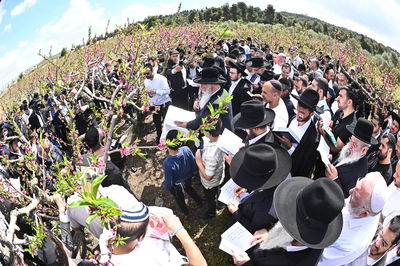 המקובל רבי בניהו שמואלי בברכת האילנות