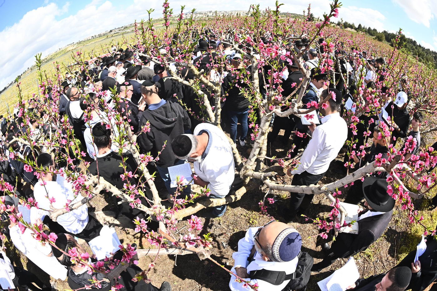 המקובל רבי בניהו שמואלי בברכת האילנות