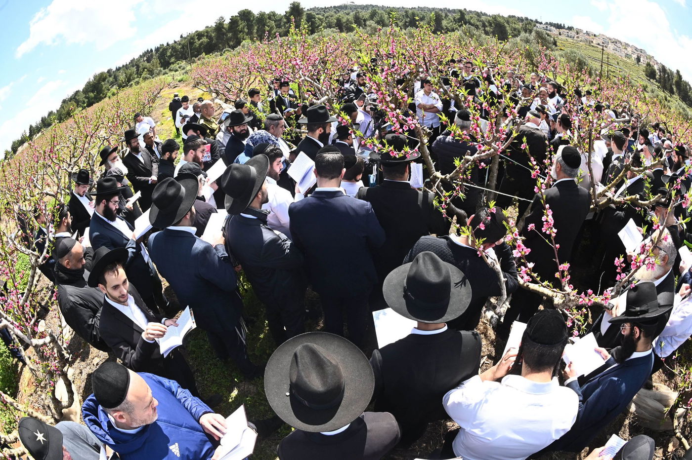 המקובל רבי בניהו שמואלי בברכת האילנות