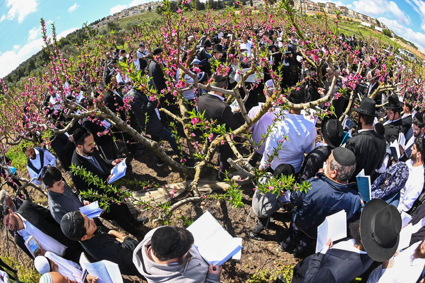 המקובל רבי בניהו שמואלי בברכת האילנות