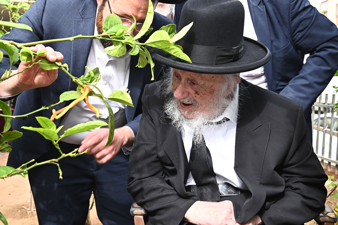 הגרב"ד פוברסקי בברכת האילנות