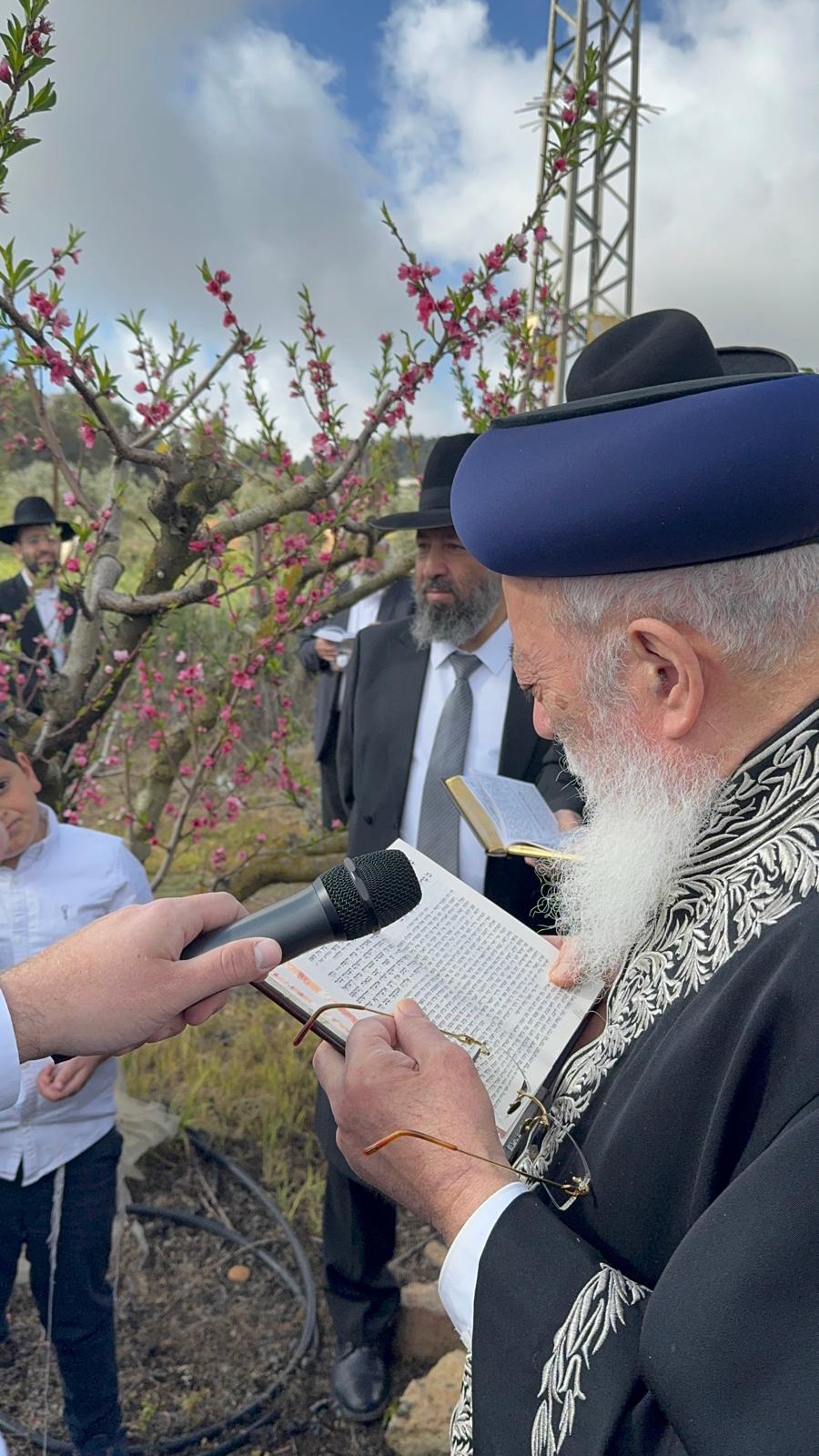 הגרש"מ עמאר בברכת האילנות