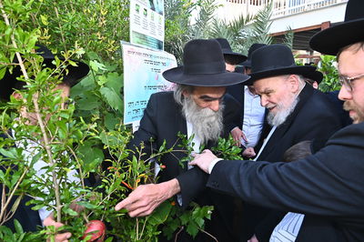 הגרמ"ה הירש בברכת האילנות