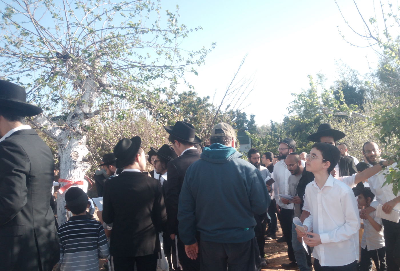 הגאון ר' ציון אשכנזי בברכת האילנות