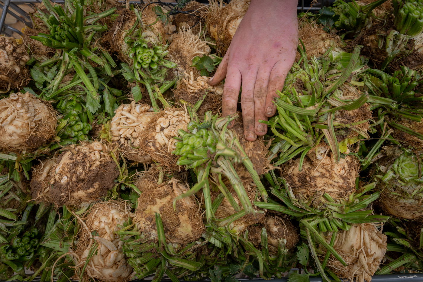 ערב פסח במאה שערים