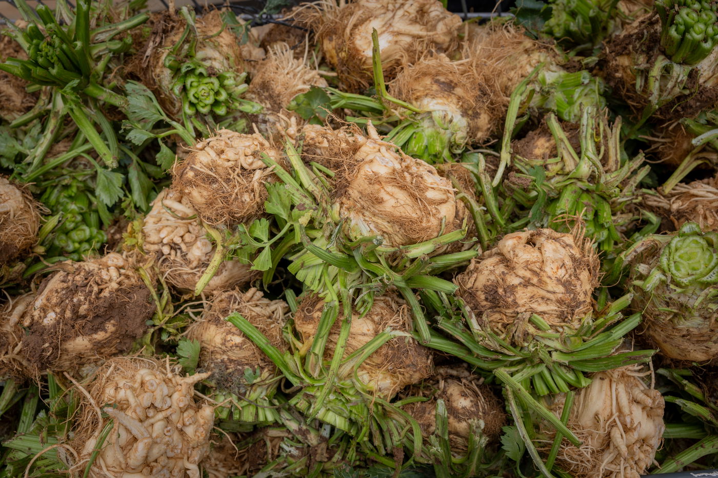 ערב פסח במאה שערים