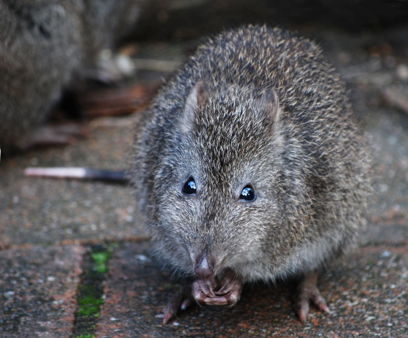 קנגורו חולדתי
