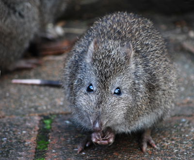 קנגורו חולדתי