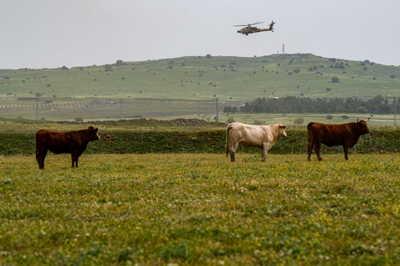 רמת הגולן, השבוע 