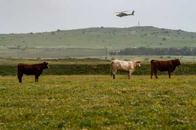 רמת הגולן, השבוע 