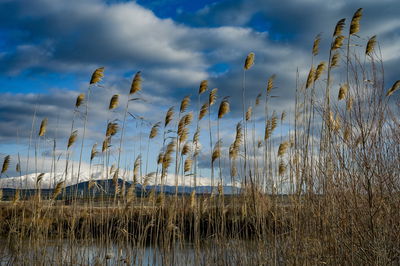 סוף הימים הקרירים | ממחר: התחממות, שרב, אובך וסופות חול | התחזית המלאה
