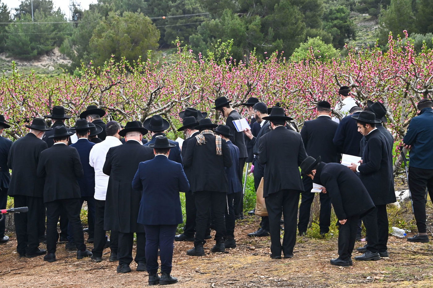 תושבי בני ברק בברכת האילנות