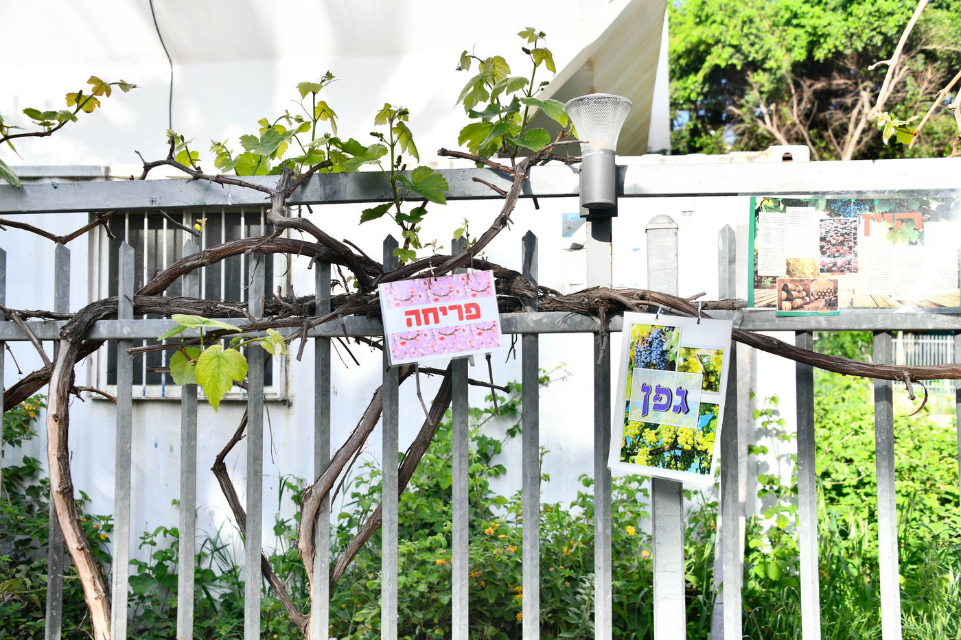 תושבי בני ברק בברכת האילנות