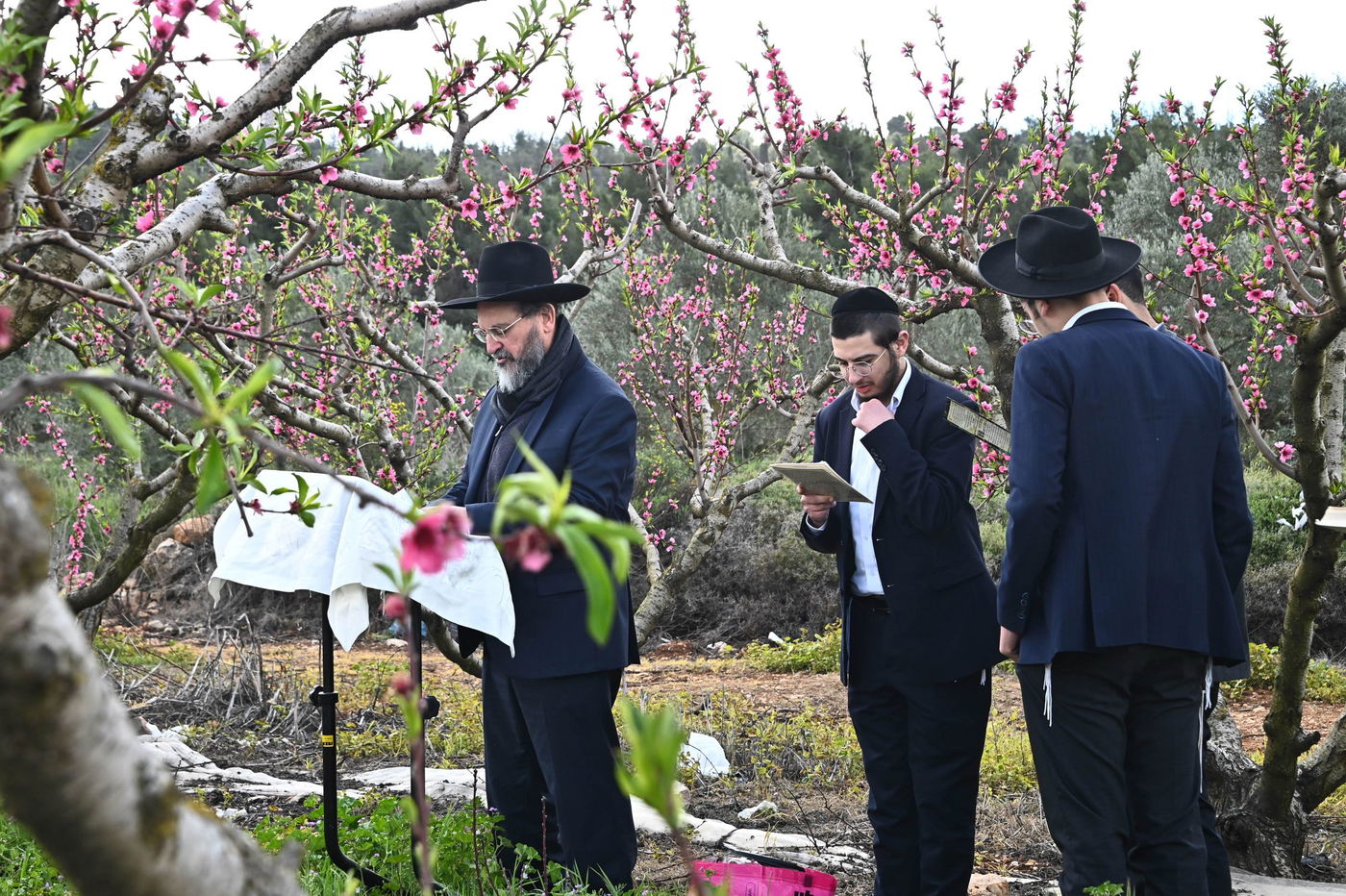 תושבי בני ברק בברכת האילנות