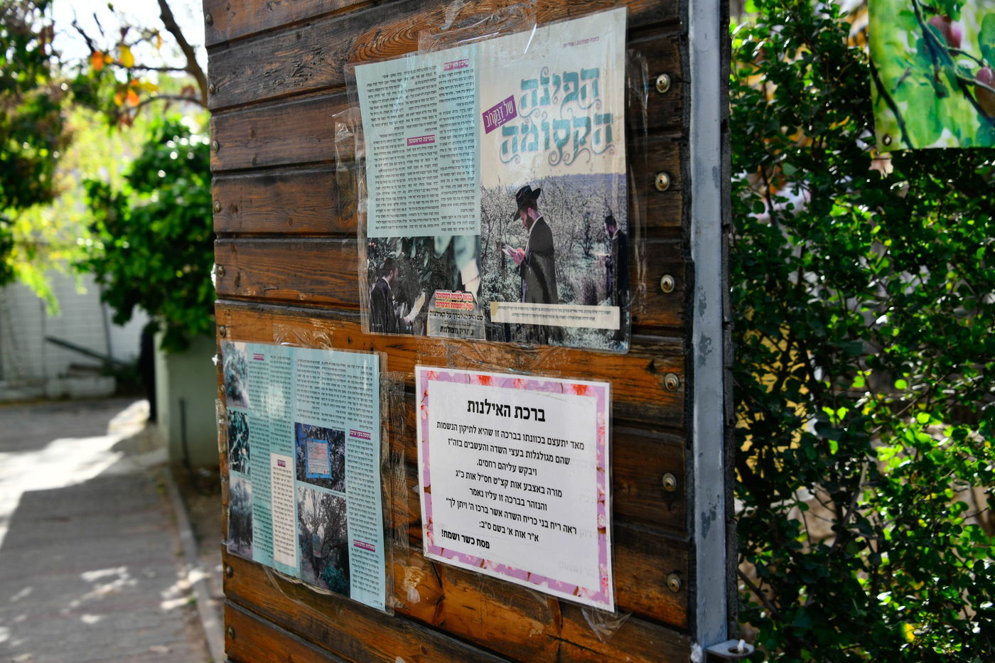 תושבי בני ברק בברכת האילנות