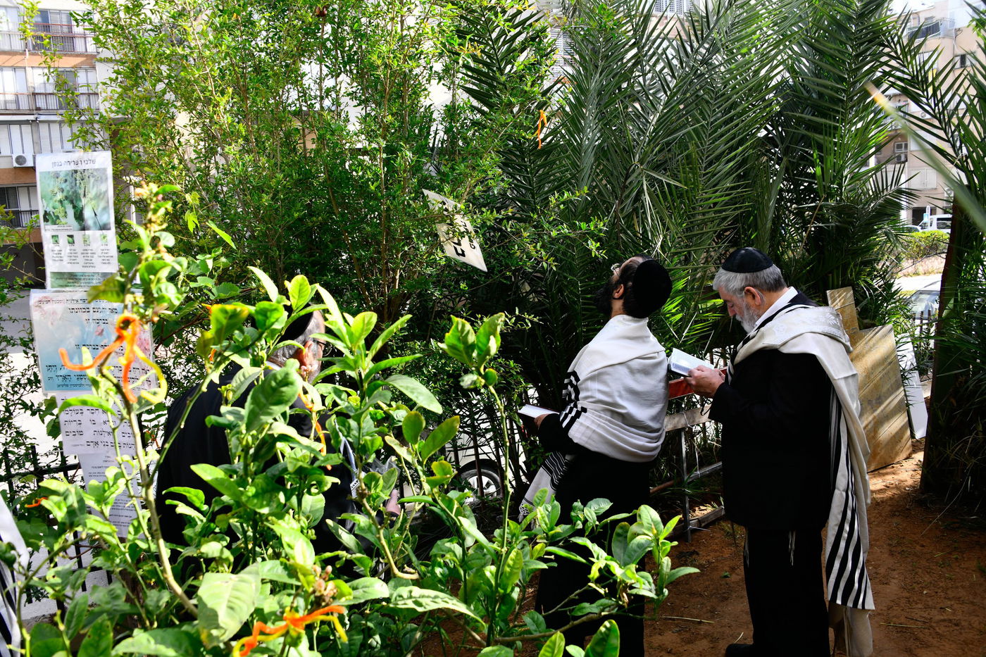 תושבי בני ברק בברכת האילנות