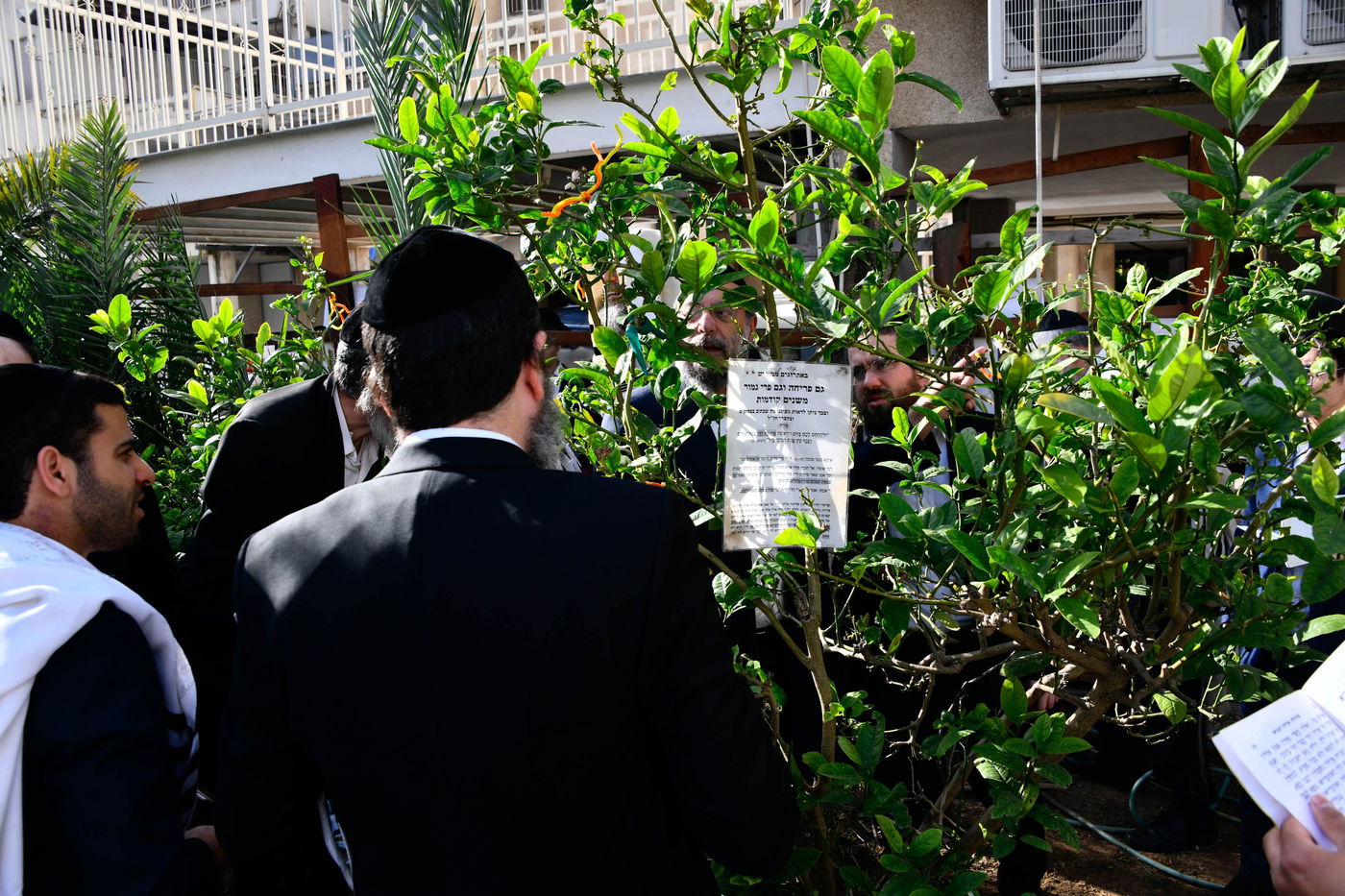 תושבי בני ברק בברכת האילנות
