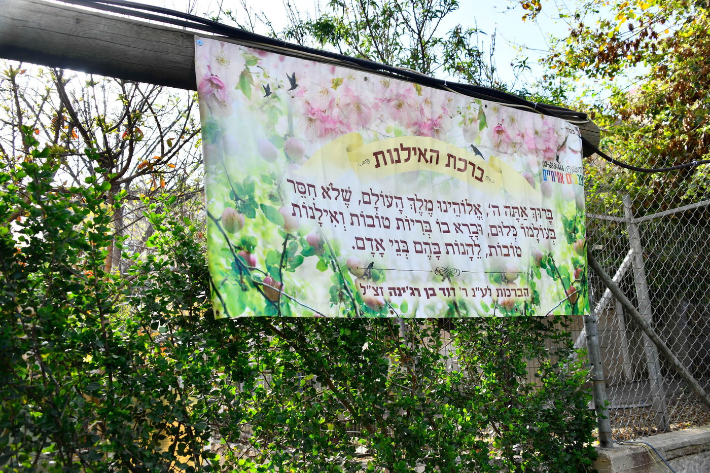 תושבי בני ברק בברכת האילנות