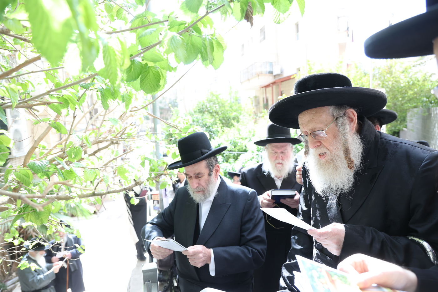 האדמו"ר מקומרנא בברכת האילנות