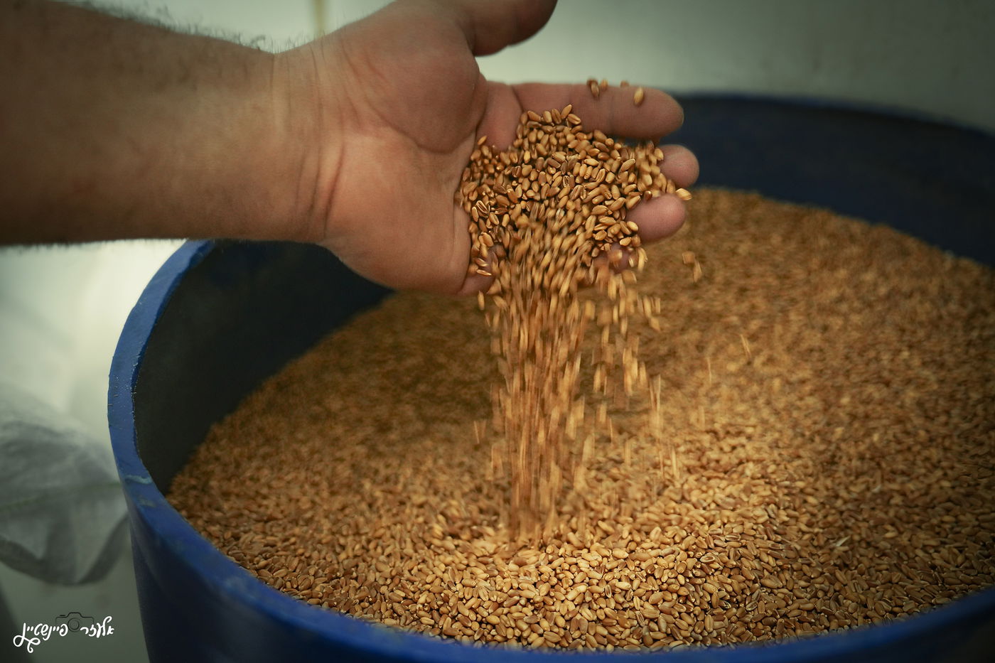 טחינת חיטים בבני ברק