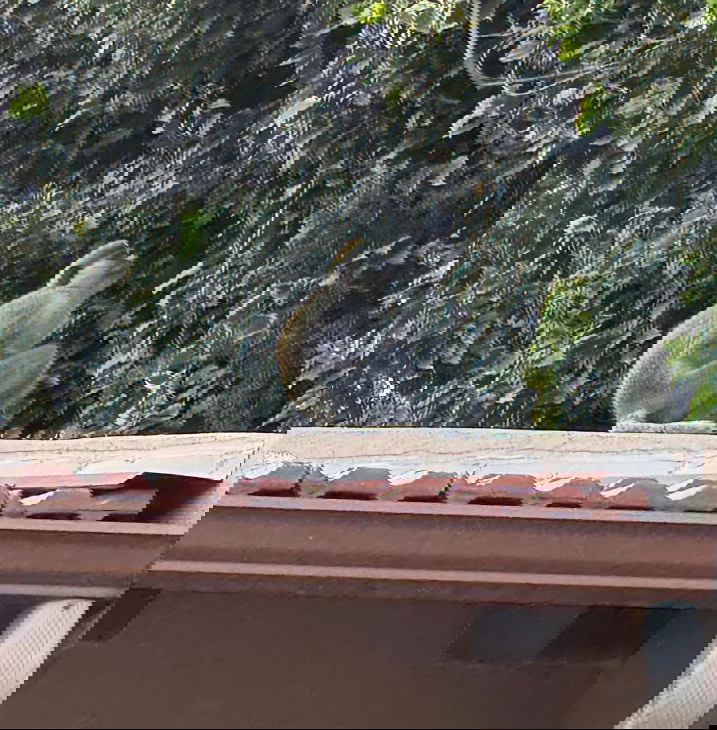 הקוף שנתפס בשרון