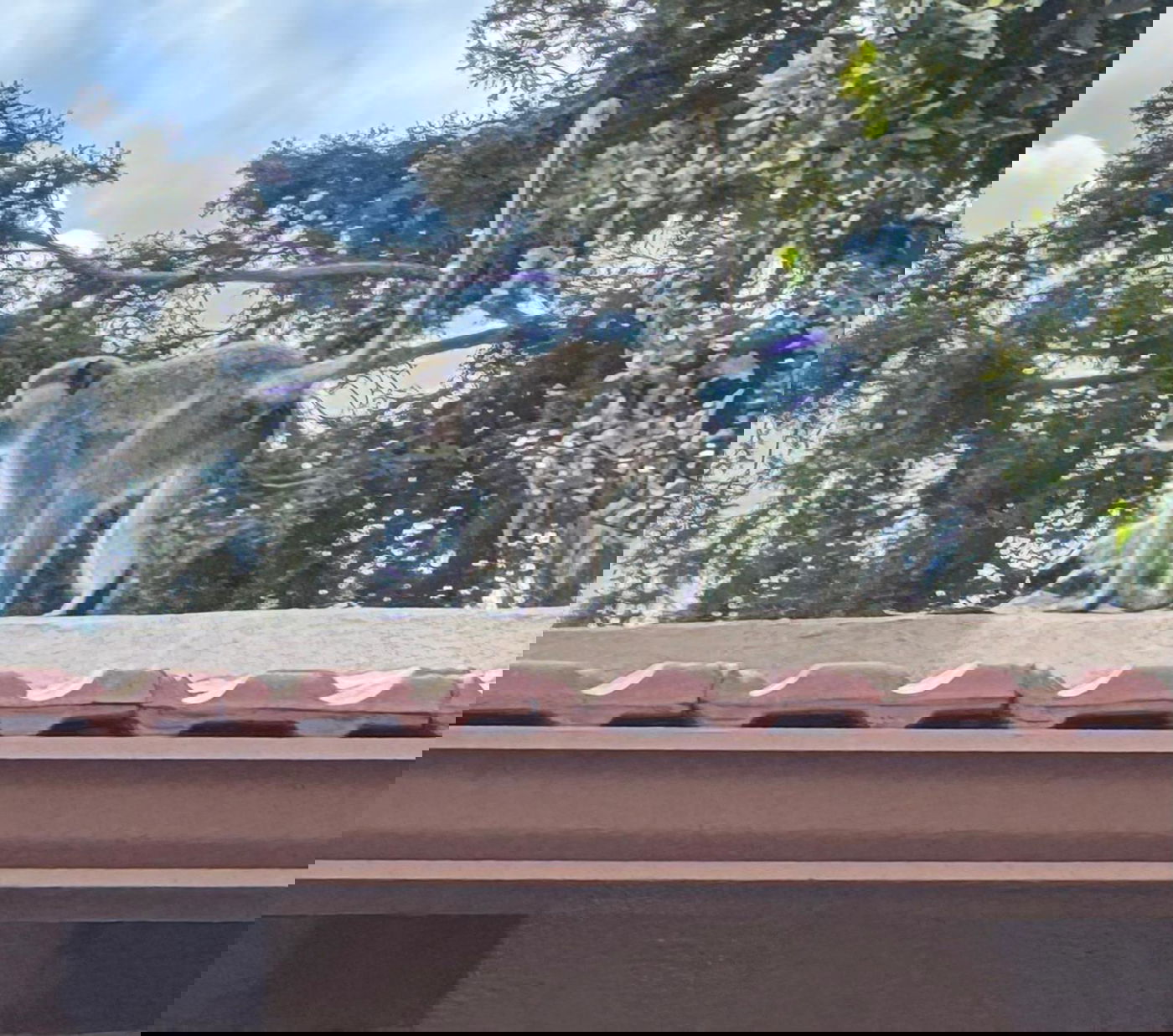 הקוף שנתפס בשרון