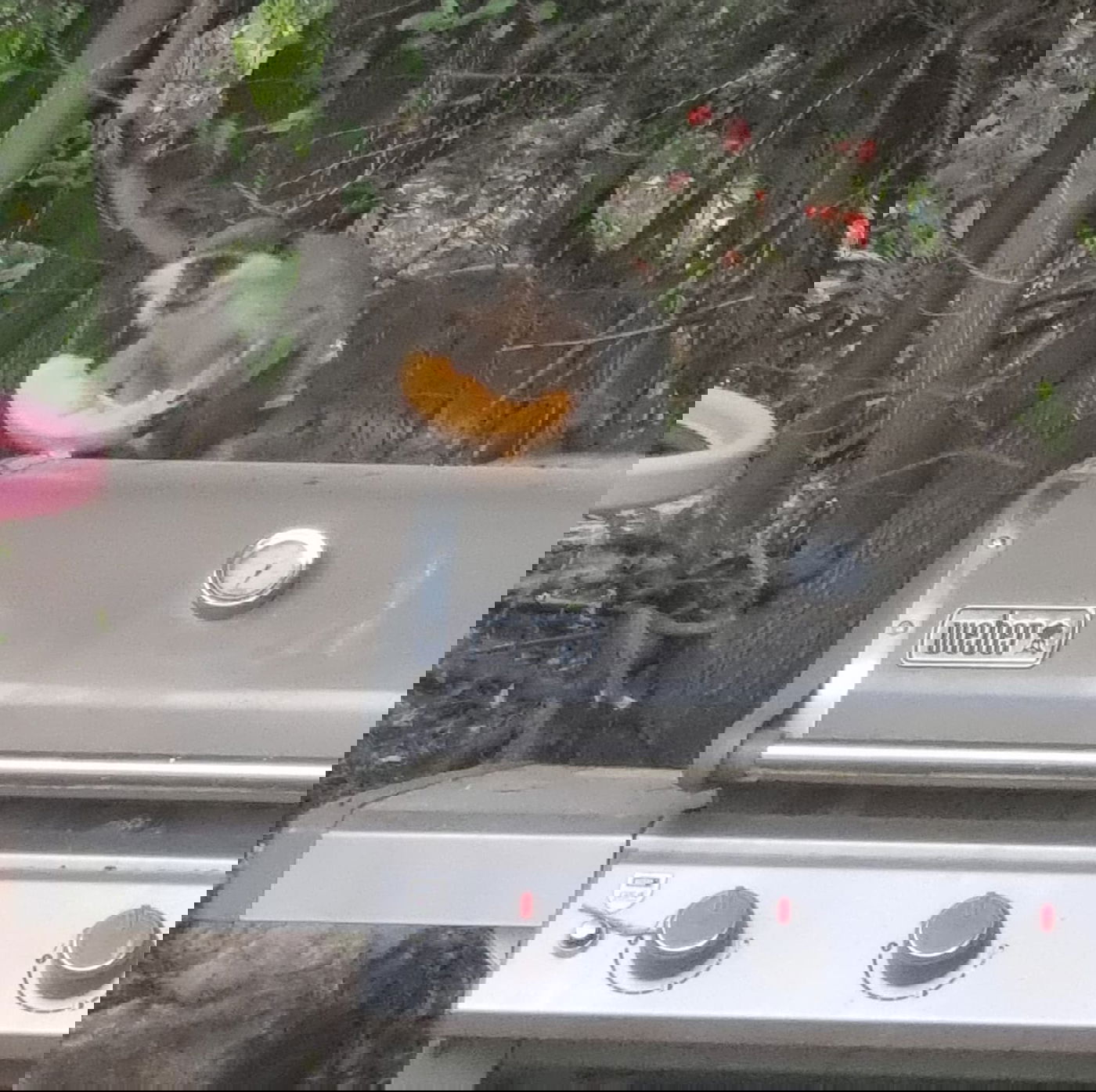 הקוף שנתפס בשרון