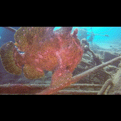 "רגע מרגש ונדיר במיוחד" | דג צפרדע נצפה בעומק  - באילת