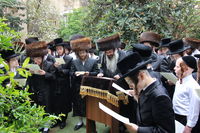 האדמו"ר מזוטשקא בברכת האילנות