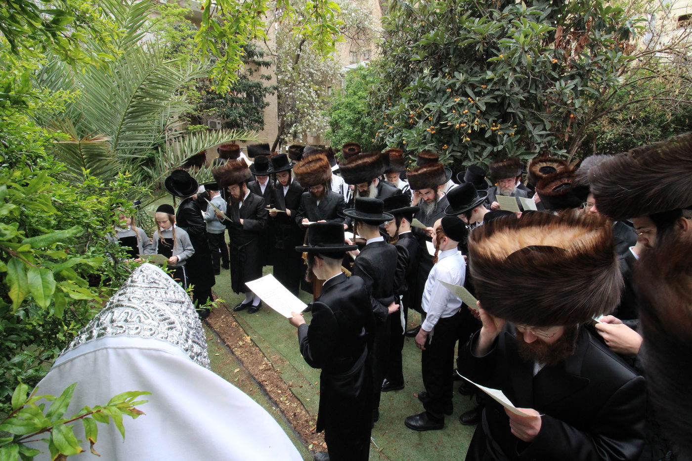 האדמו"ר מזוטשקא בברכת האילנות