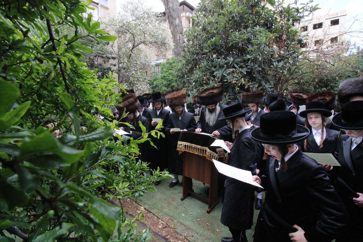 האדמו"ר מזוטשקא בברכת האילנות