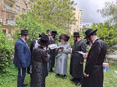 האדמו"ר מסטרופקוב בברכת האילנות