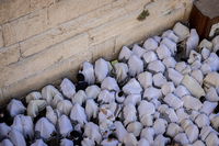 מעמד ברכת כהנים בכותל | ארכיון