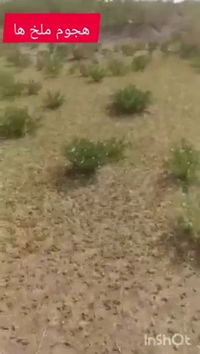 מכת ארבה באיראן: נחילים פשטו על השדות, החקלאים חוששים | צפו בתיעוד 