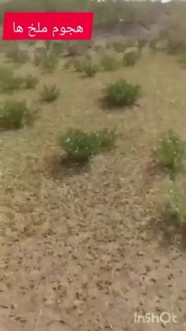 מכת ארבה באיראן: נחילים פשטו על השדות, החקלאים חוששים | צפו בתיעוד 