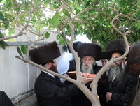 האדמו"ר מטשארנוביל בברכת האילנות