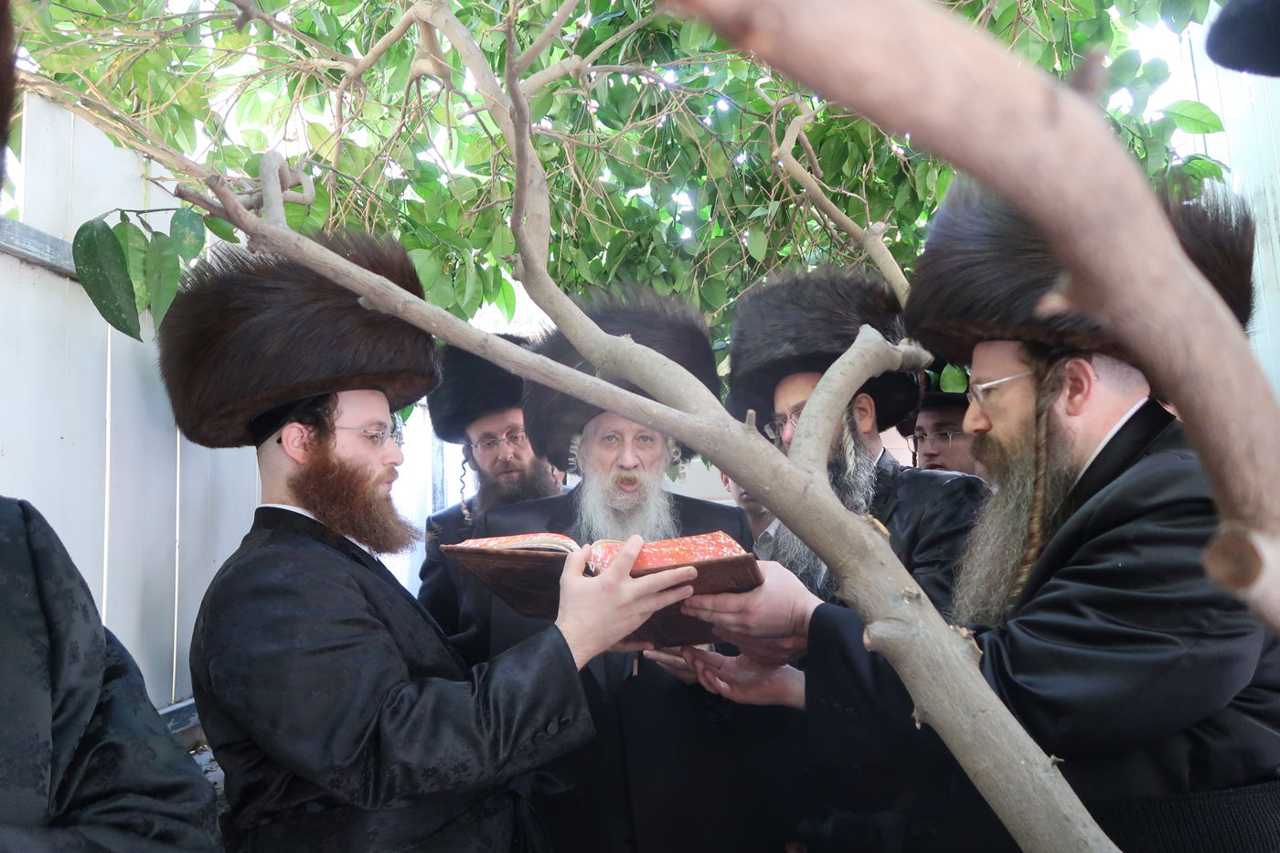 האדמו"ר מטשארנוביל בברכת האילנות