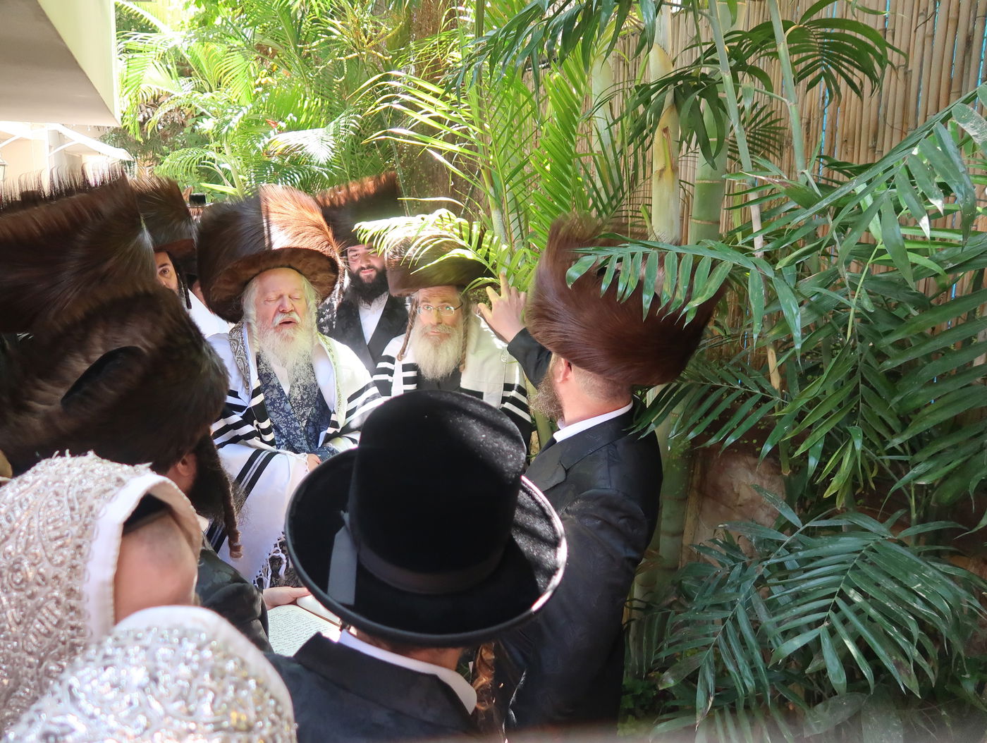 האדמו"ר מפרמישלאן בברכת האילנות