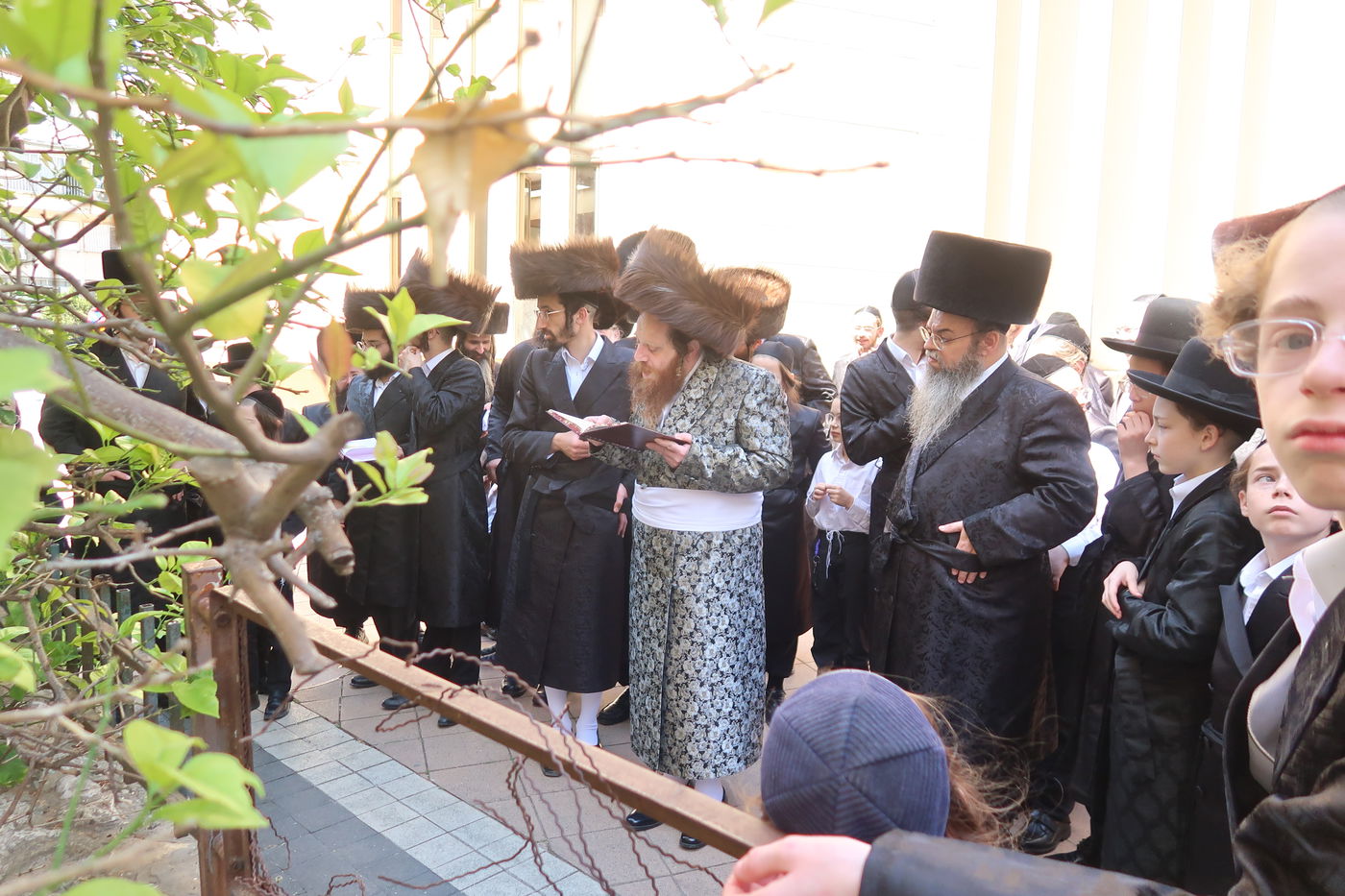 האדמו"ר ממיאלען בברכת האילנות