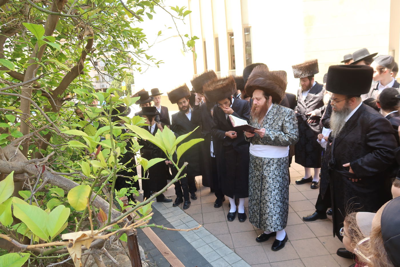האדמו"ר ממיאלען בברכת האילנות