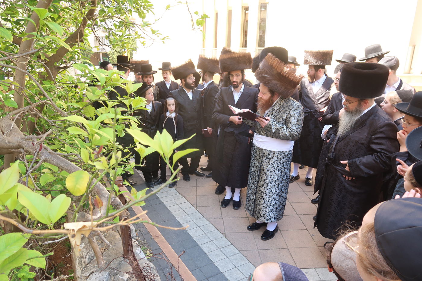 האדמו"ר ממיאלען בברכת האילנות