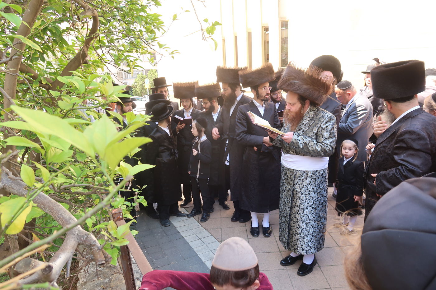 האדמו"ר ממיאלען בברכת האילנות