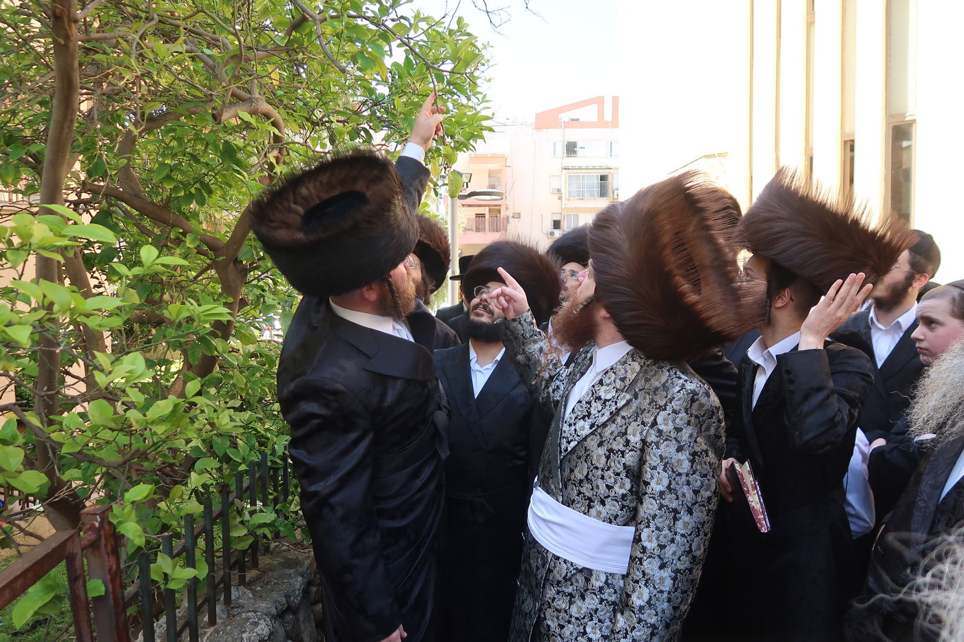 האדמו"ר ממיאלען בברכת האילנות