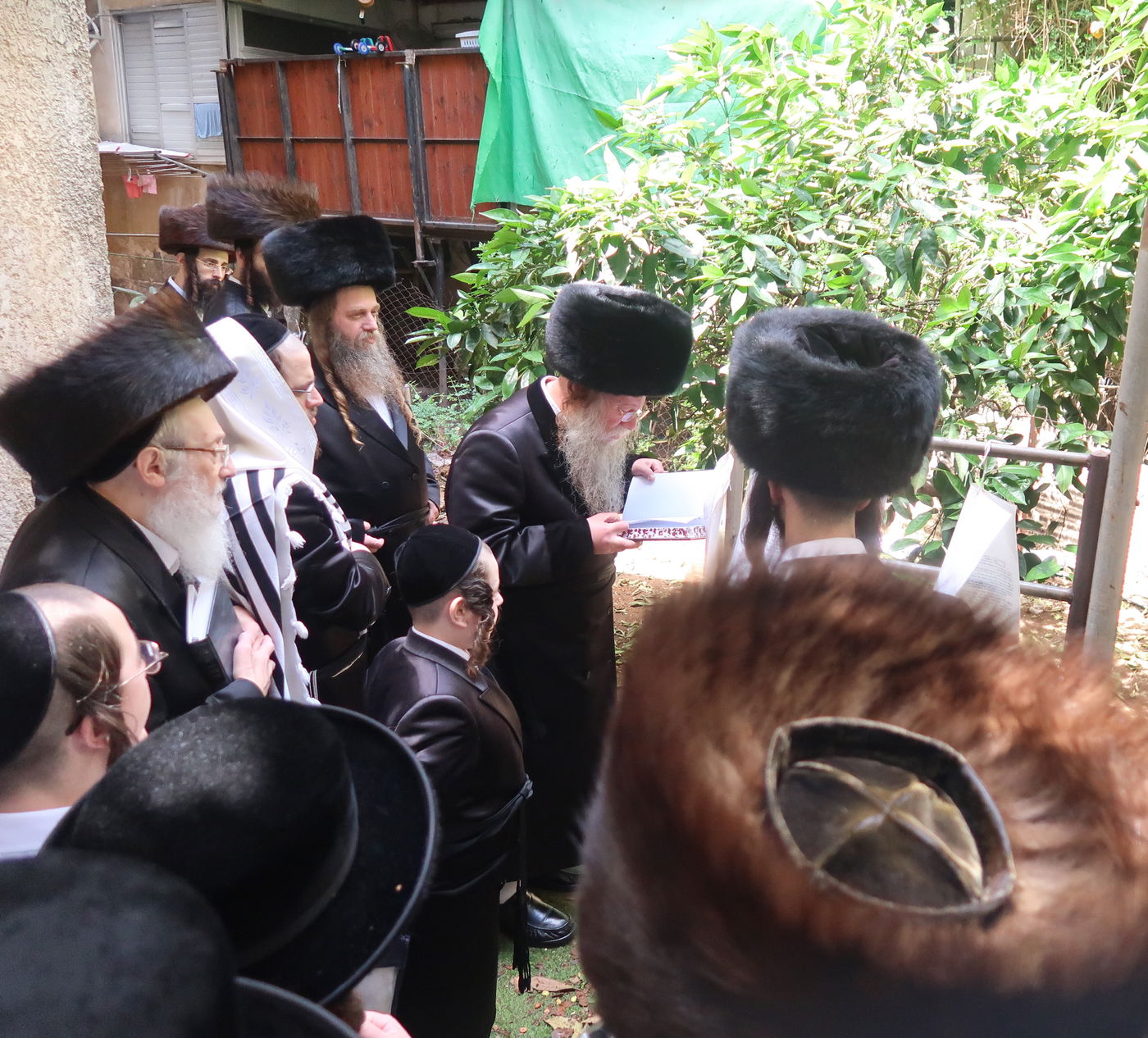 האדמו"ר מקוזמיר בברכת האילנות