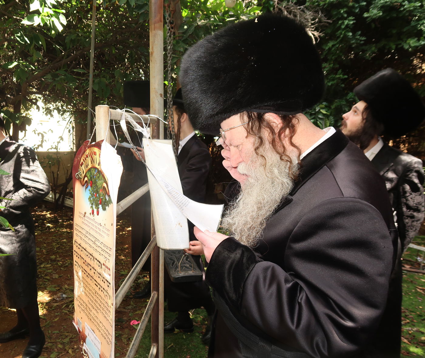 האדמו"ר מקוזמיר בברכת האילנות