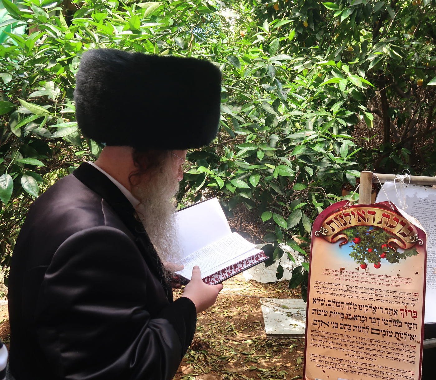 האדמו"ר מקוזמיר בברכת האילנות