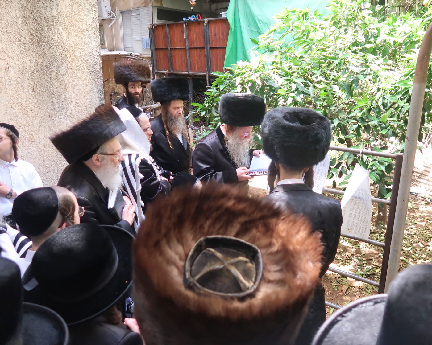 האדמו"ר מקוזמיר בברכת האילנות