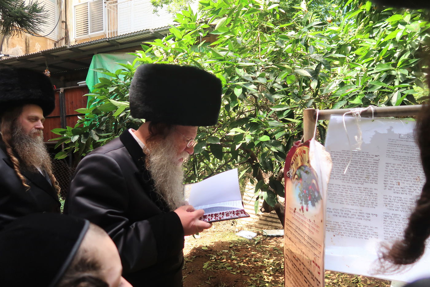 האדמו"ר מקוזמיר בברכת האילנות